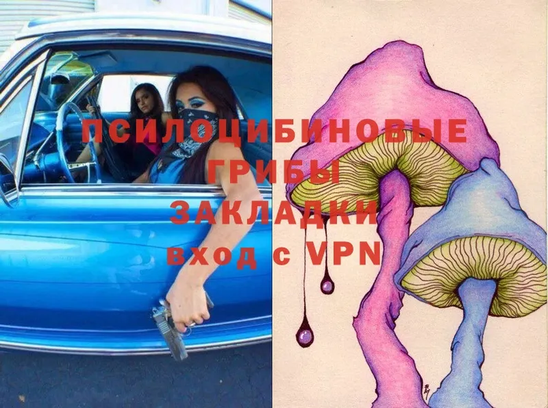 закладка  Солигалич  Галлюциногенные грибы Psilocybe 